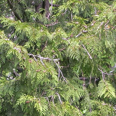 red cedar foliage Thuja plicata, Van Wyck Park site, King Mountain, Whatcom County, Washington