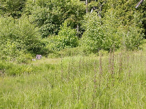 meadow edge, Van Wyck Park site, King Mountain, Whatcom County, Washington