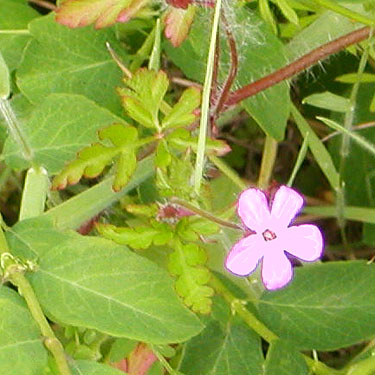 unidentified flower, Van Wyck Park site, King Mountain, Whatcom County, Washington