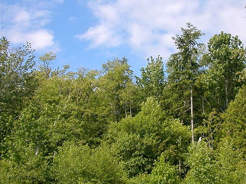 deciduous forest, Van Wyck Park site, King Mountain, Whatcom County, Washington