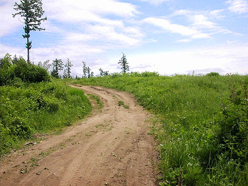 meadow habitat continues uphill, Van Wyck Park site, King Mountain, Whatcom County, Washington