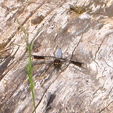 dragonfly Plathemis lydia on log, Van Wyck Park site, King Mountain, Whatcom County, Washington
