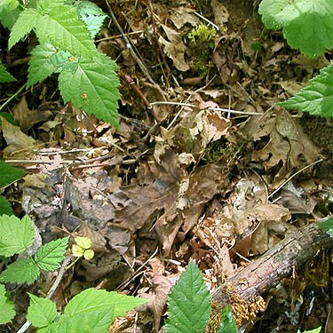 bigleaf maple leaf litter, Van Wyck Park site, King Mountain, Whatcom County, Washington