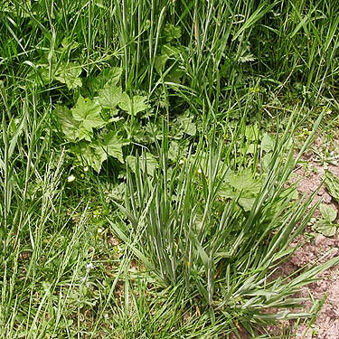 ground-level habitat in meadow, Van Wyck Park site, King Mountain, Whatcom County, Washington