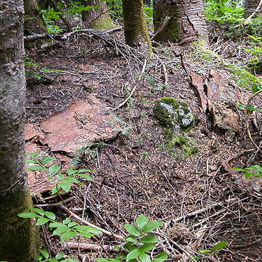 fallen bark in forest, Watson Lakes Pass, south central Whatcom County, Washington