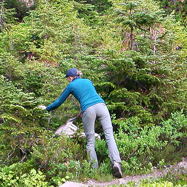 Fiona Rhodes beating conifer branches for spiders, Watson Lakes Pass, south central Whatcom County, Washington