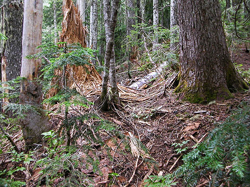 dead wood in forest, Watson Lakes Pass, south central Whatcom County, Washington