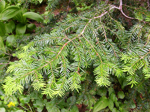 true fir Abies amabilis foliage, Watson Lakes Pass, south central Whatcom County, Washington