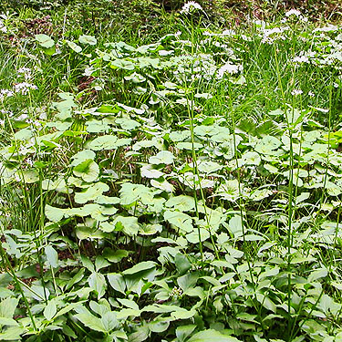 meadow herbs, Watson Lakes Pass, south central Whatcom County, Washington