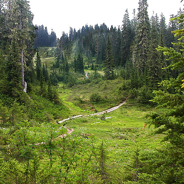 first subalpine meadow, Anderson-Watson Trail, south central Whatcom County, Washington
