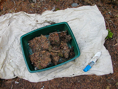sifting conifer needle litter, Watson Lakes Pass, south central Whatcom County, Washington