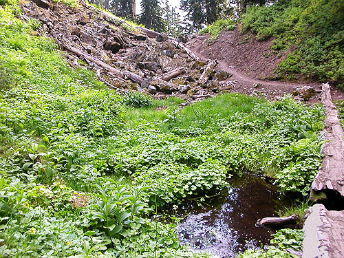 boggy meadow at Watson Lakes Pass, south central Whatcom County, Washington