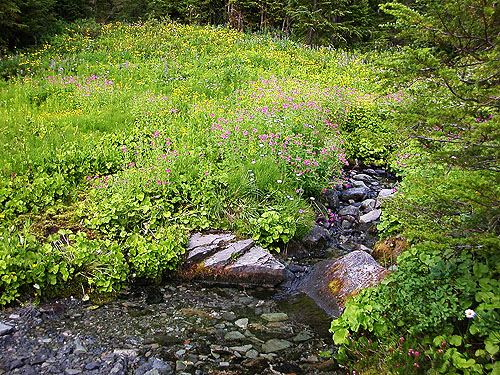 stream crossing Anderson-Watson Trail, south central Whatcom County, Washington