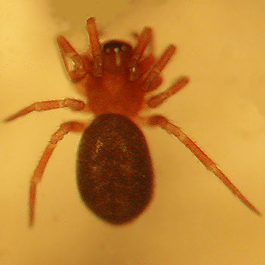 female microspider Tapinocyba dietrichi from Watson Lakes Pass, south central Whatcom County, Washington