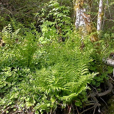 lush foliage on bank of stream feeding into north end of Lake Nahwatzel, Mason County, Washington