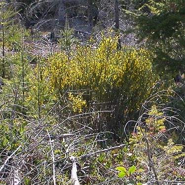 Scots broom Cytisus scoparius, north end of Lake Nahwatzel, Mason County, Washington