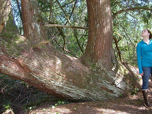 horizontal red cedar trunk, N end of Lake Nahwatzel, Mason County, Washingtom
