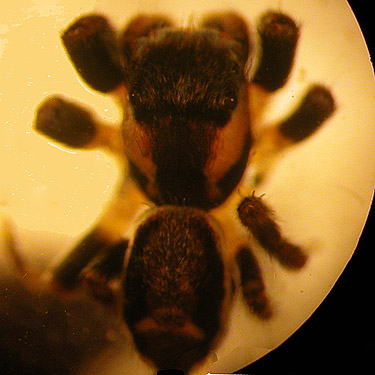 jumping spider salticid Evarcha proszynskii, north end of Lake Nahwatzel, Mason County, Washington