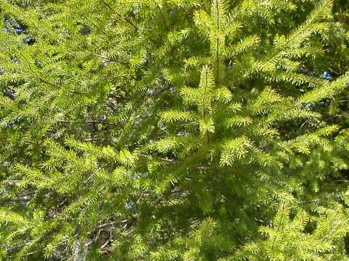 Douglas-fir foliage in clearing, north end of Lake Nahwatzel, Mason County, Washington