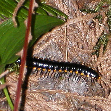 xystodesmid millipede Harpaphe haydeniana on ground, N end of Lake Nahwatzel, Mason County, Washingtom