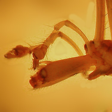 palps and chelicerae of spider Tetragnatha pallescens from N end of Lake Nahwatzel, Mason County, Washingtom