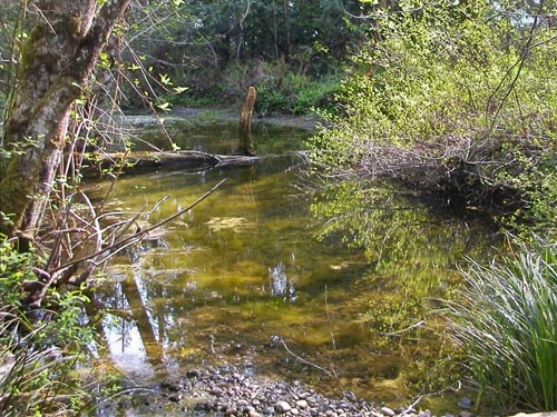 stream feeding into north end of Lake Nahwatzel, Mason County, Washington