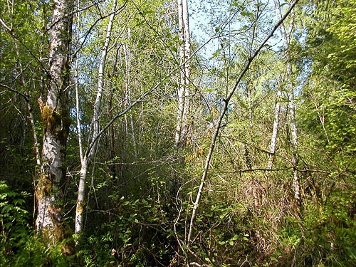 deciduous woodland patch at north end of Lake Nahwatzel, Mason County, Washington