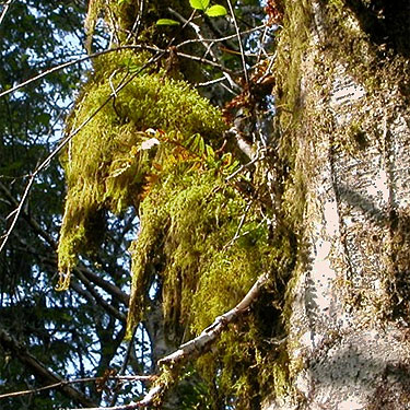 moss on tree, north end of Lake Nahwatzel, Mason County, Washington
