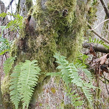 ferns on alder trunk, Whitehorse Trail west of Oso, Snohomish County, Washington