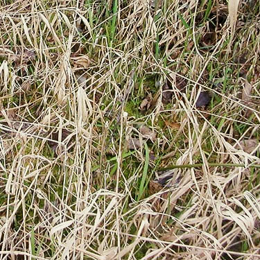 Phragmites marsh grass in winter, © Rod CrawfordPhragmites marsh grass in winter, Whitehorse Trail west of Oso, Snohomish County, Washington