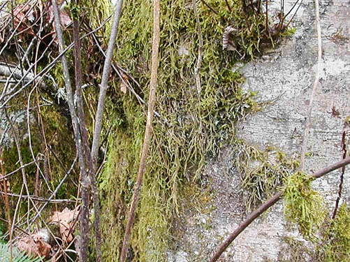 moss on alder tree, Whitehorse Trail west of Oso, Snohomish County, Washington