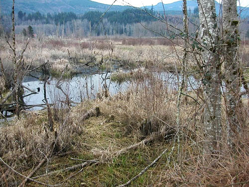 marsh habitat beside Whitehorse Trail west of Oso, Snohomish County, Washington