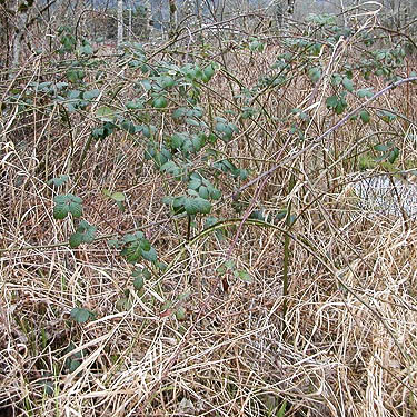 invasive Rubus armenicaus, Whitehorse Trail west of Oso, Snohomish County, Washington