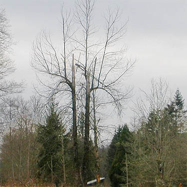 distinctive alder tree, Whitehorse Trail west of Oso, Snohomish County, Washington