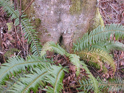 alder trunk with ferns, Whitehorse Trail west of Oso, Snohomish County, Washington