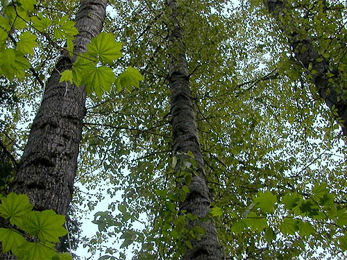cottonwood tree trunks near large boulder talus, White River Road, Chelan County, Washington