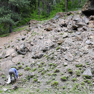 Audrey Zehren turns over rocks for spiders at large boulder talus, White River Road, Chelan County, Washington