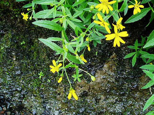 Arnica flowers on seeping river bluff, Wynoochee River Fish Collection Facility, Grays Harbor County, Washington