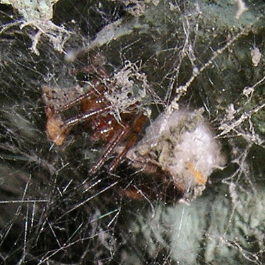 fungus-eaten spider under bridge railing, Wynoochee River Fish Collection Facility, Grays Harbor County, Washington