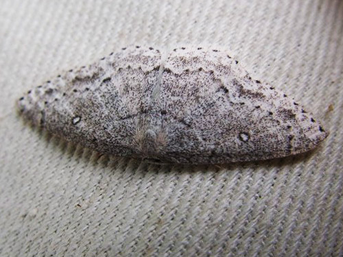 geometrid moth Cyclophora pendulinaria, Wynoochee River Fish Collection Facility, Grays Harbor County, Washington