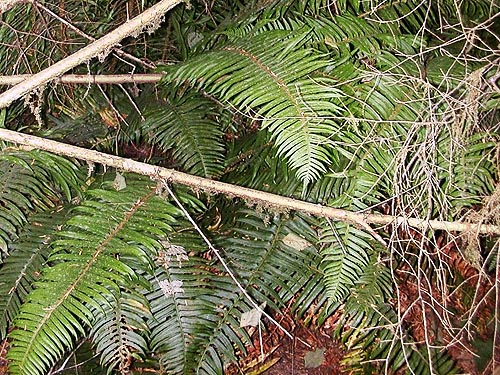 sword fern Polystichum munitum in forest, Wynoochee River Fish Collection Facility, Grays Harbor County, Washington