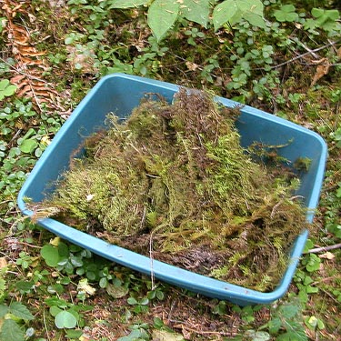 forest moss in sifter, Wynoochee River Fish Collection Facility, Grays Harbor County, Washington