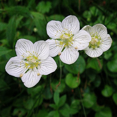 Parnassia palustris flowers on seeping river bluff, Wynoochee River Fish Collection Facility, Grays Harbor County, Washington