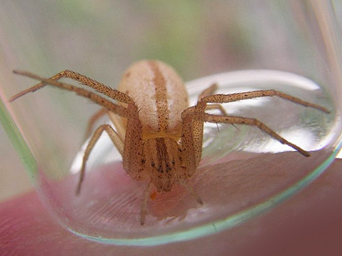 spider Tibellus oblongus from roadside verge, Wynoochee River Fish Collection Facility, Grays Harbor County, Washington