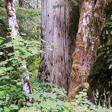western red cedar and red alder trunks, Wynoochee River Fish Collection Facility, Grays Harbor County, Washington