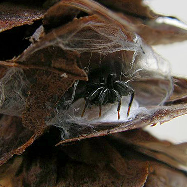 Zelotes fratris gnaphosid spider with white egg sac, Wynoochee River Fish Collection Facility, Grays Harbor County, Washington