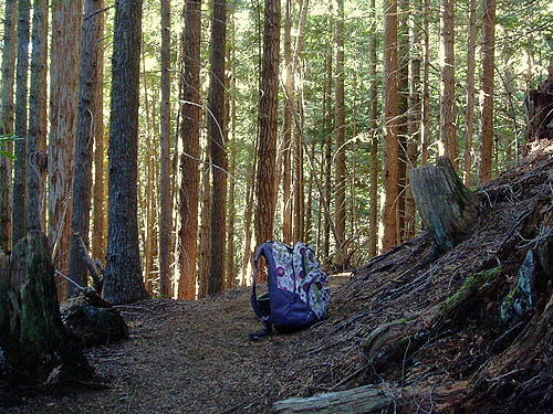 trail in ddep forest, Mount Zion, Clallam County, Washington
