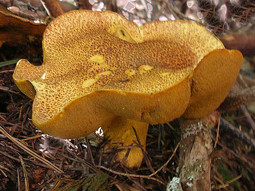 odd fungus beside trail to Mount Zion, Clallam County, Washington