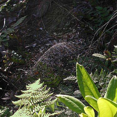 web of Neriene radiata spider in trailside shrub, Mount Zion, Clallam County, Washington
