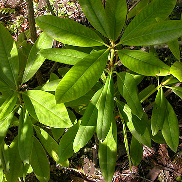 trailside Rhododendron, Mount Zion, Clallam County, Washington